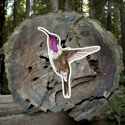 Lucifer Hummingbird Sticker