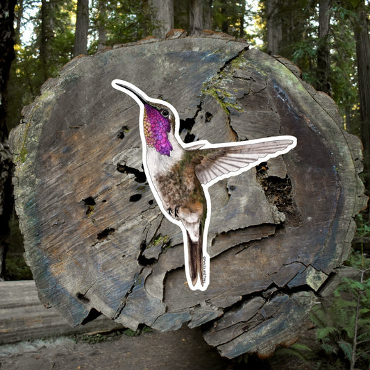 Lucifer Hummingbird Sticker