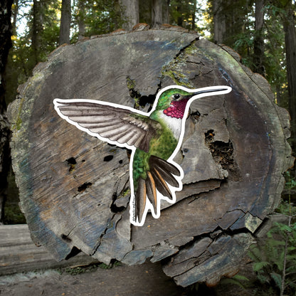 Broad-Tailed Hummingbird Sticker