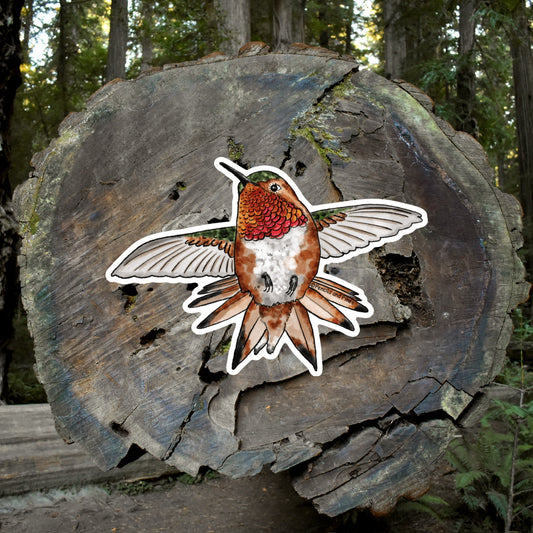 Allen’s Hummingbird Sticker