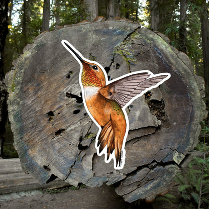 Rufous Hummingbird Sticker