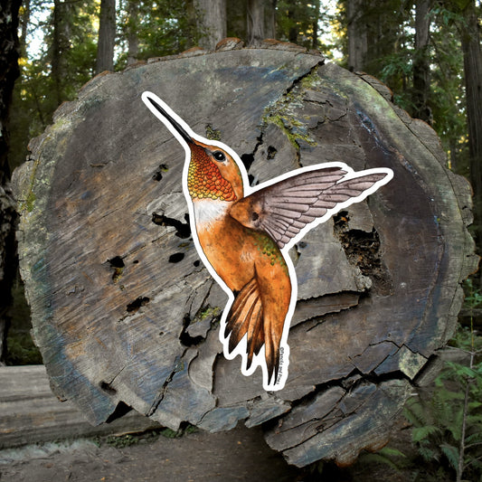 Rufous Hummingbird Sticker