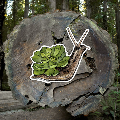 Succulent Snail Sticker
