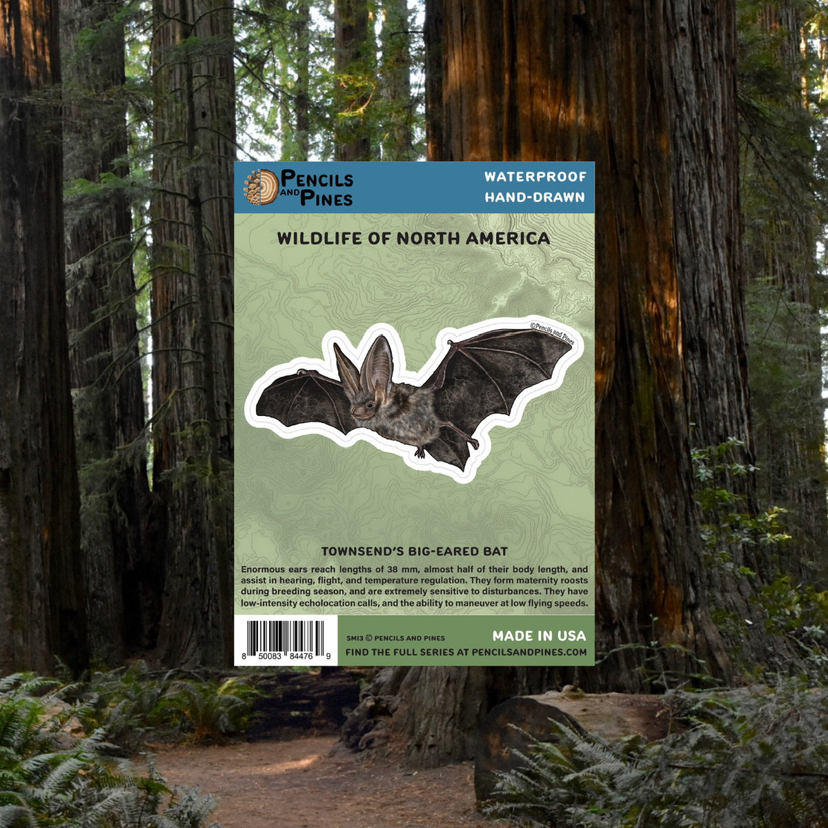 Townsend’s Big-Eared Bat Sticker