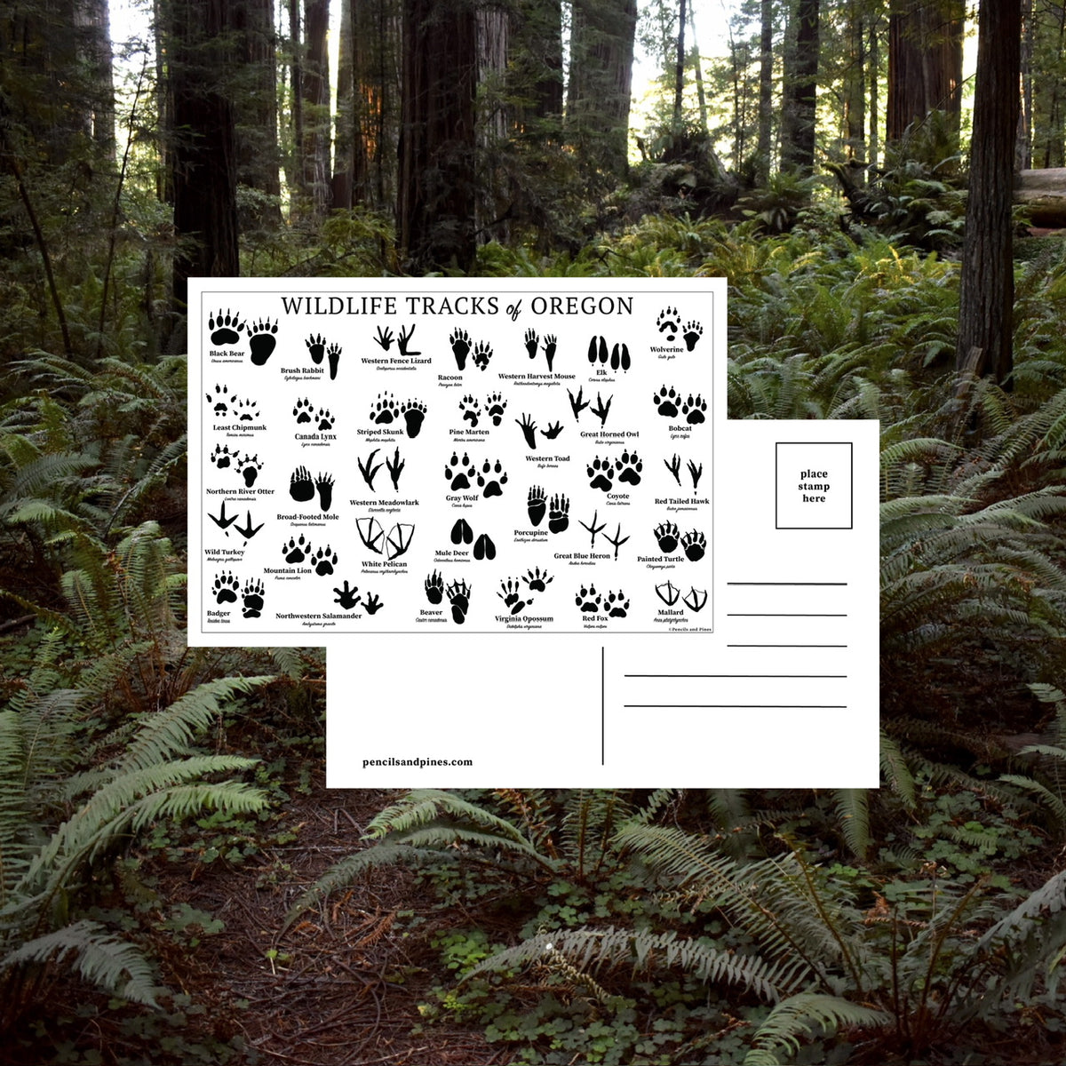 Wildlife Tracks of Oregon Postcard