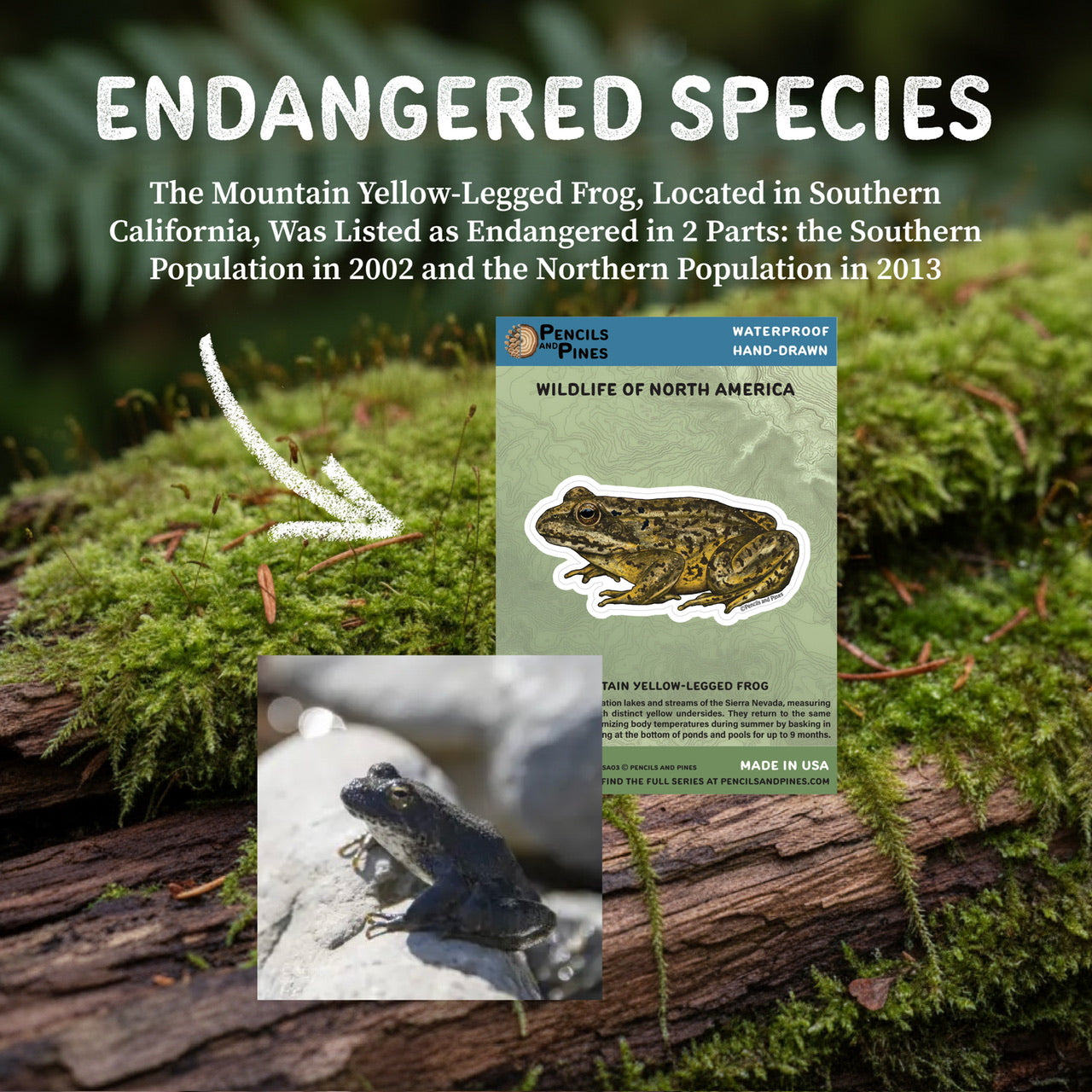 Mountain Yellow-Legged Frog Sticker
